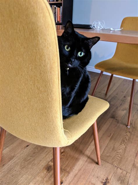 Francie : r/blackcats