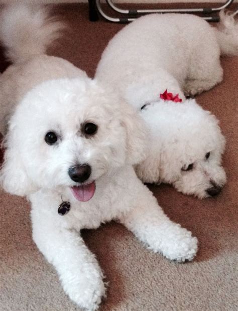 Two Bichon Frise Dogs Relaxing Together