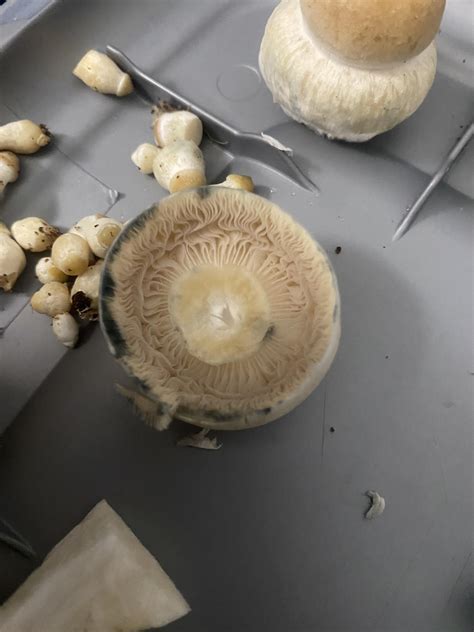 gill porn : r/shrooms