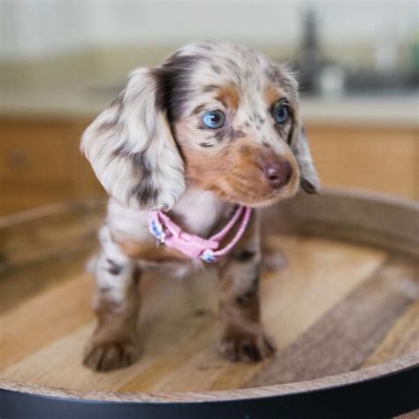 Long-Hair Dachshund Puppies For Sale | All Dachshund