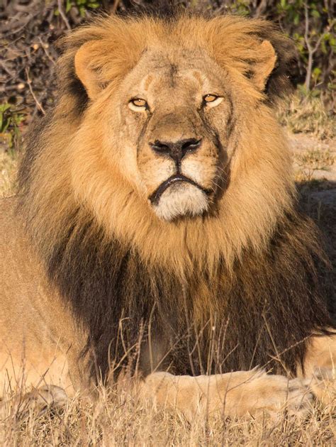 In memory of Cecil the Lion … – Intrepid Explorers