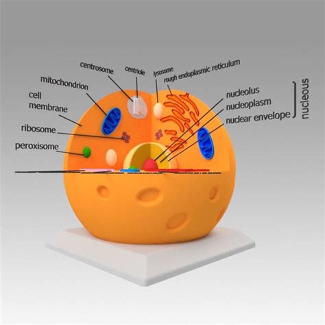 Animal cell model - TurboSquid 1305646