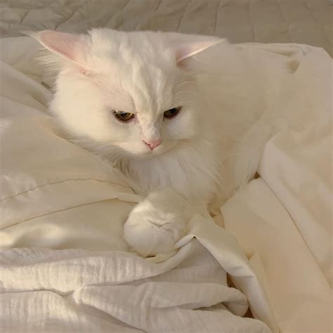 ᝰ┆@𝘴𝘧𝘵𝘤𝘩𝘦𝘳𝘳𝘪𝘦𝘴 ˎˊ- | Cat aesthetic, Cute cats, Pretty cats