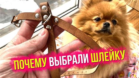 Почему выбрали шлейку, а не ошейник для шпица - YouTube