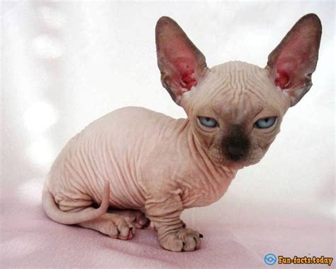 The Smallest Cat Breeds. Top 10 - stunningfun.com
