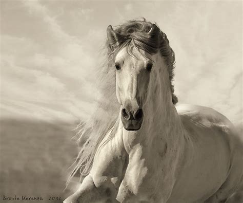 Spanish Horses - Elite Andalusians | Horses, Andalusian horse, Pretty ...