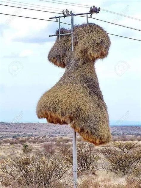 🦤💀🦴⛏️Paleo_Daddy⛏️🦕🦖🦣 on Twitter: "Дивовижне гніздо ткачикових. Птахи ...