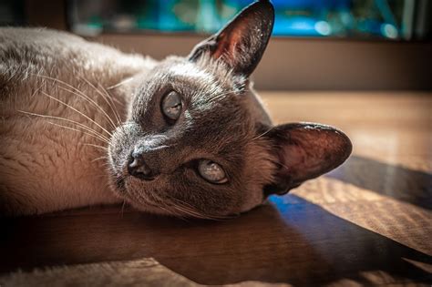 Katt Mjau Maskot - Gratis foto på Pixabay - Pixabay
