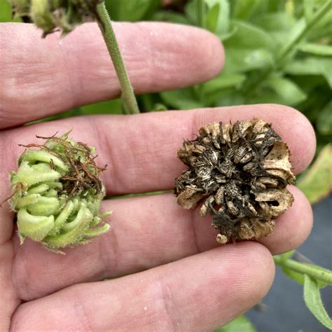 Mastering Calendula Seed Harvesting | Dan Brisebois
