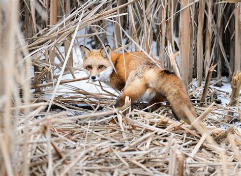 Lives of the Urban Coyotes and Foxes » Urban Milwaukee