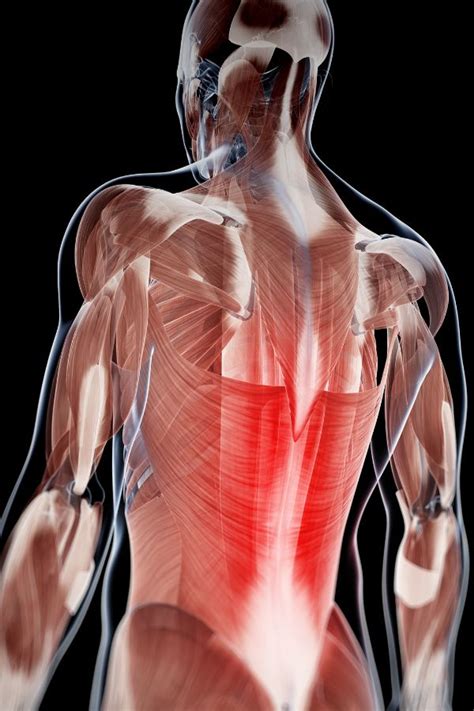 interesting muscle facts  kids