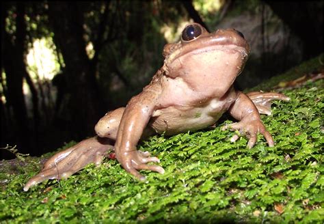 Лягушка Буллока (лат.Telmatobufo bullocki)