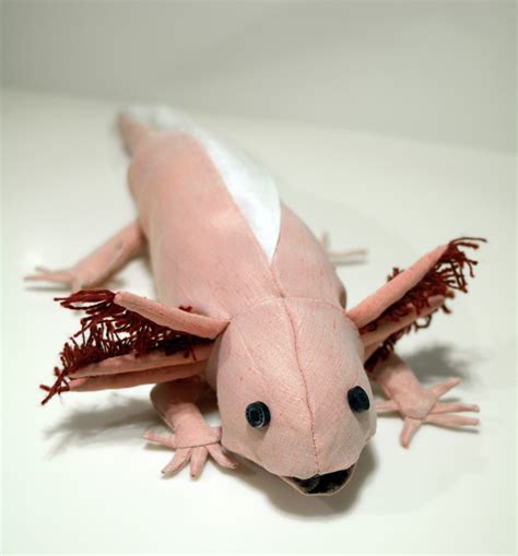Aksolotl – Uchatka.net