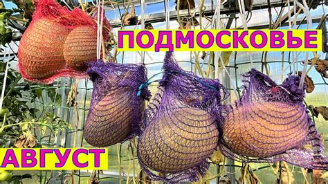Обзор огорода.Теплицы, открытый грунт Август - YouTube