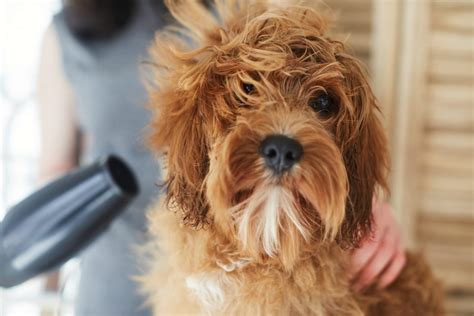 Pet Grooming Tips for Summer | Blain's Farm & Fleet Blog