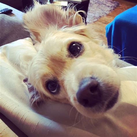 Kokoni Dog Breed Guide: Traits, Care, And Behavior Tips