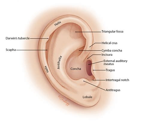 Auricle Là Gì? Cách Sử Dụng Từ Auricle Trong Câu Tiếng Anh