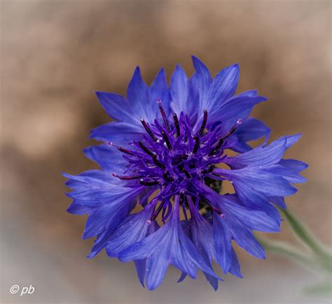 Centaurea cyanus | JuzaPhoto