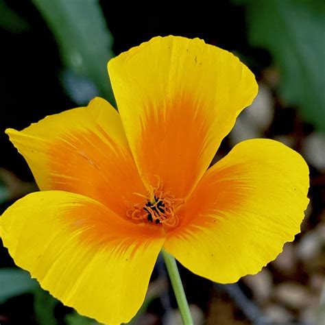 The Gardens at Lake Merritt | Oakland CA