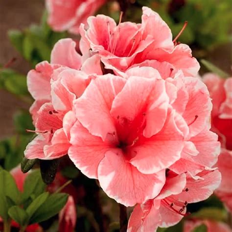 19 of the Best Reblooming Flowers for Months of Color