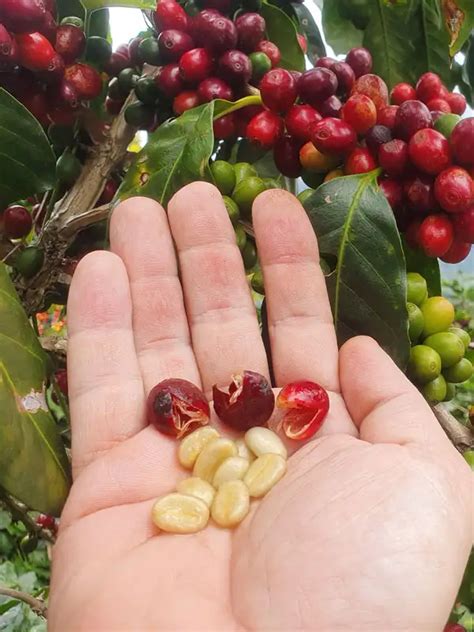 Historie a popis odrůdy Gesha - RAINFOREST COFFEE