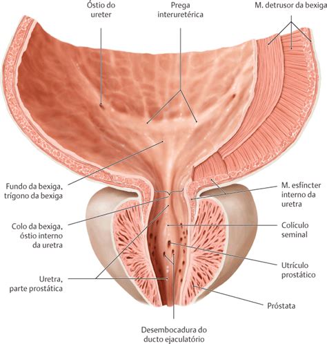 O Colo Da Bexiga É A Região Onde - Bexiga urinária – Anatomia papel e caneta