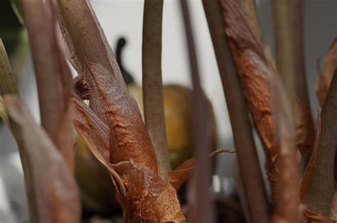 plant stem botany  photo  pixabay pixabay