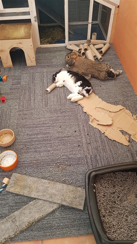 PsBattle: Rabbit passed out sleeping after causing a mess : r