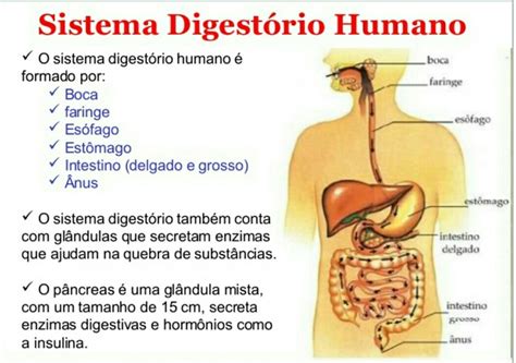 Qual é A Principal Função Do Sistema Digestório