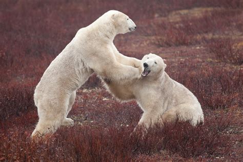 Secrets to Stunning Polar Bear Photography