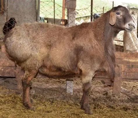 Hissar sheep – Healthy Food Near Me