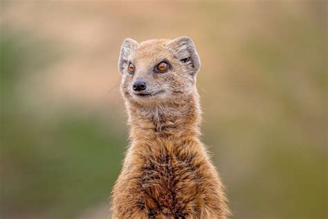 Top Interview Questions and Answers for Mongoose - HelloIntern.in - Blog