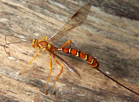 honey bee and wasp: Ichneumon Wasp - (Megarhyssa macrurus)