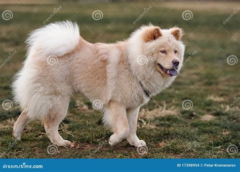 chow chow samoyed mix