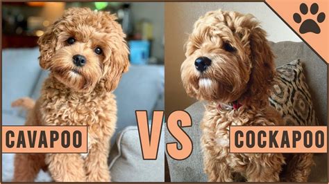 Cavapoo vs cockapoo which poodle mix is right for you – Artofit