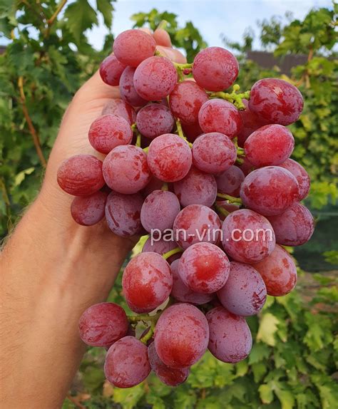 Веселка — pan-vin.com