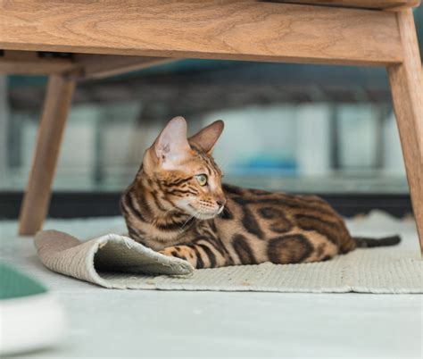 Cat in heat despite being spayed: Why this happens and what you can do