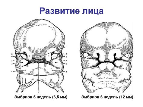 Развитие лица и ротовой полости - презентация онлайн