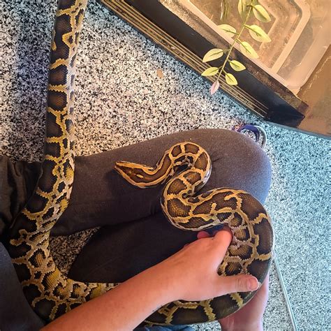 Normal Het Granite Albino Burmese Python by Reptile Empress - MorphMarket