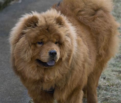 Chow Chow Puppies | Fredericksburg, IA Dog Breeder | Fredericksburg, IA ...