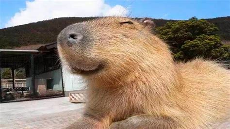 КАПИБАРА (FUNNY CAPYBARA) - YouTube