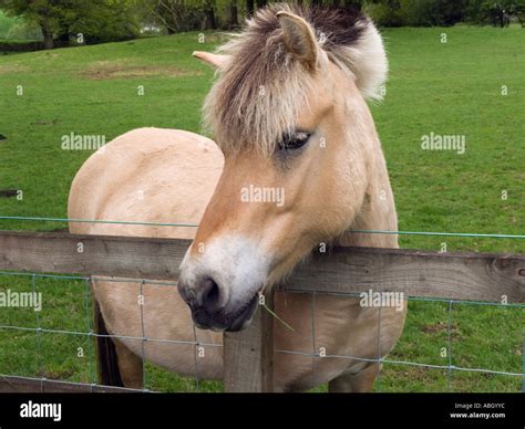 Fjord horse uk hi-res stock photography and images - Alamy