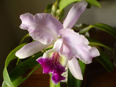 Cattleya