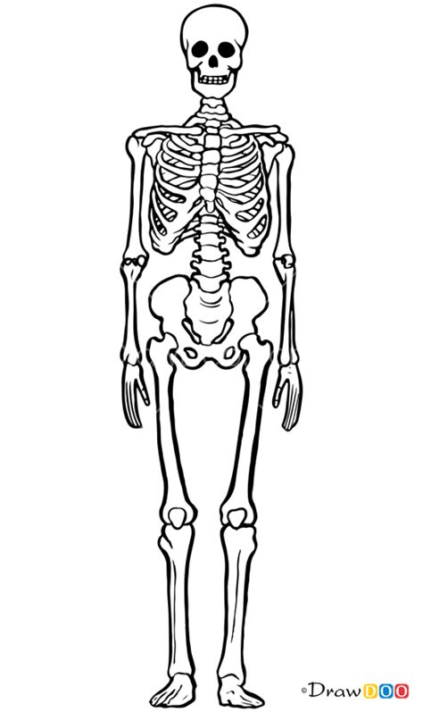 How to Draw Human Bones, Skeletons