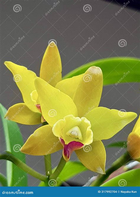 Orchids Are Plants That Belong To The Family Orchidaceae Royalty-Free