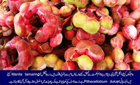 gngl glyby kya chiltanpure
