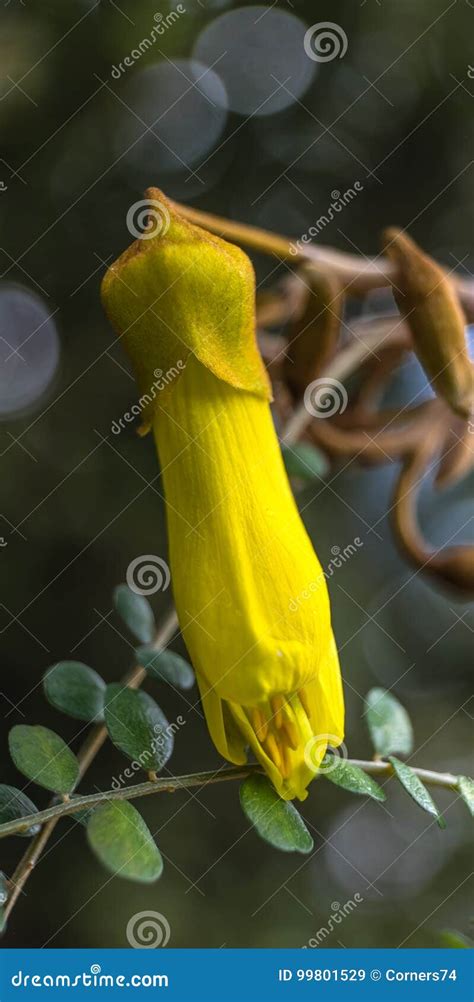 Yellow Kowhai Flower Close Up on Native New Zealand NZ Tree Stock Image ...