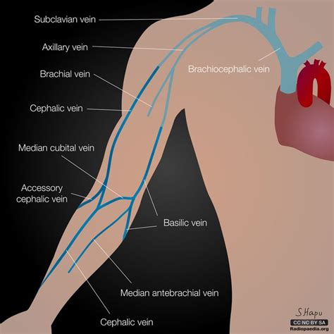 artery vein upper limb  pinterest