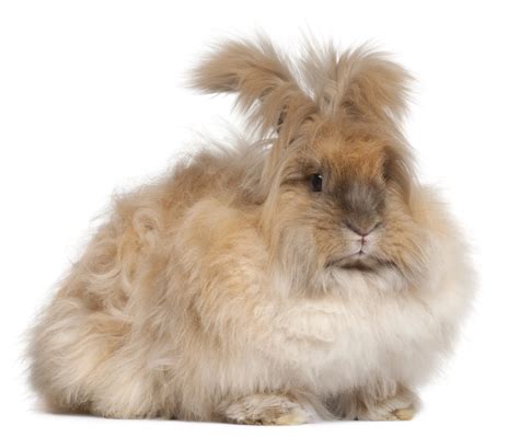 rabbit long hair