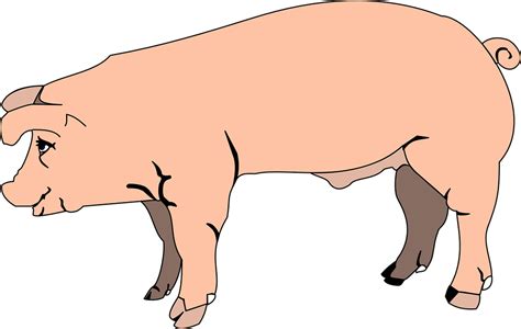 Download Pink, Pig, View. Royalty-Free Vector Graphic - Pixabay